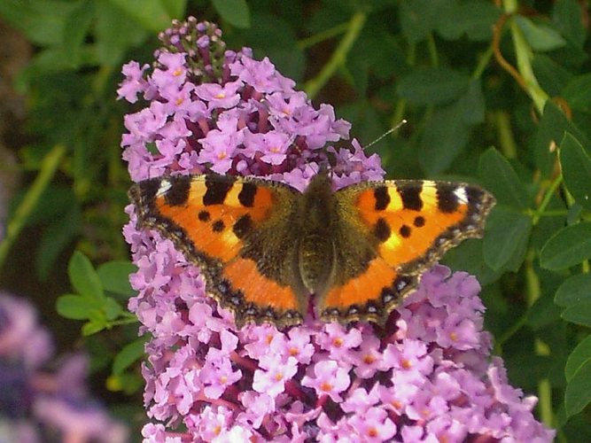 Schmetterling