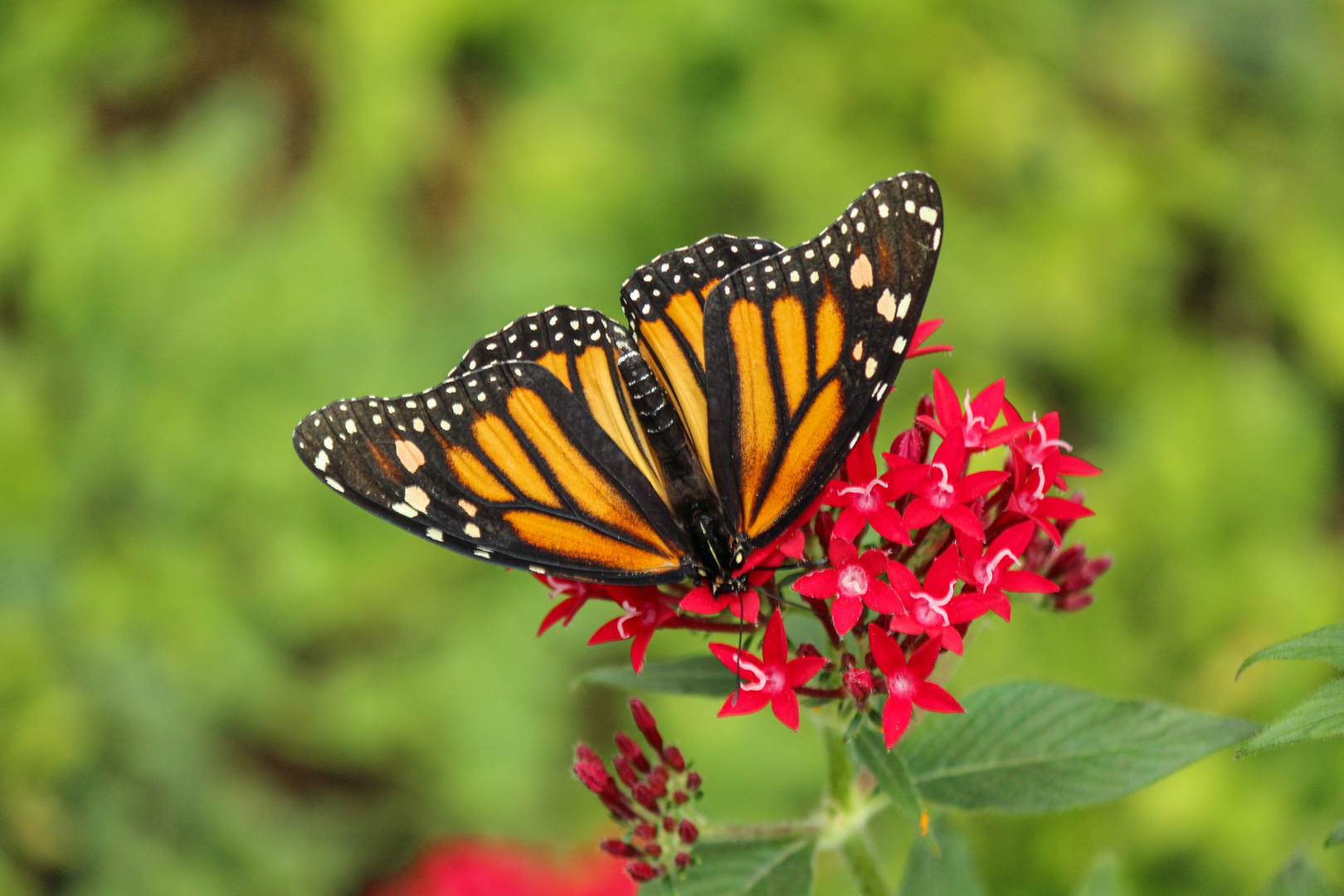 Schmetterling