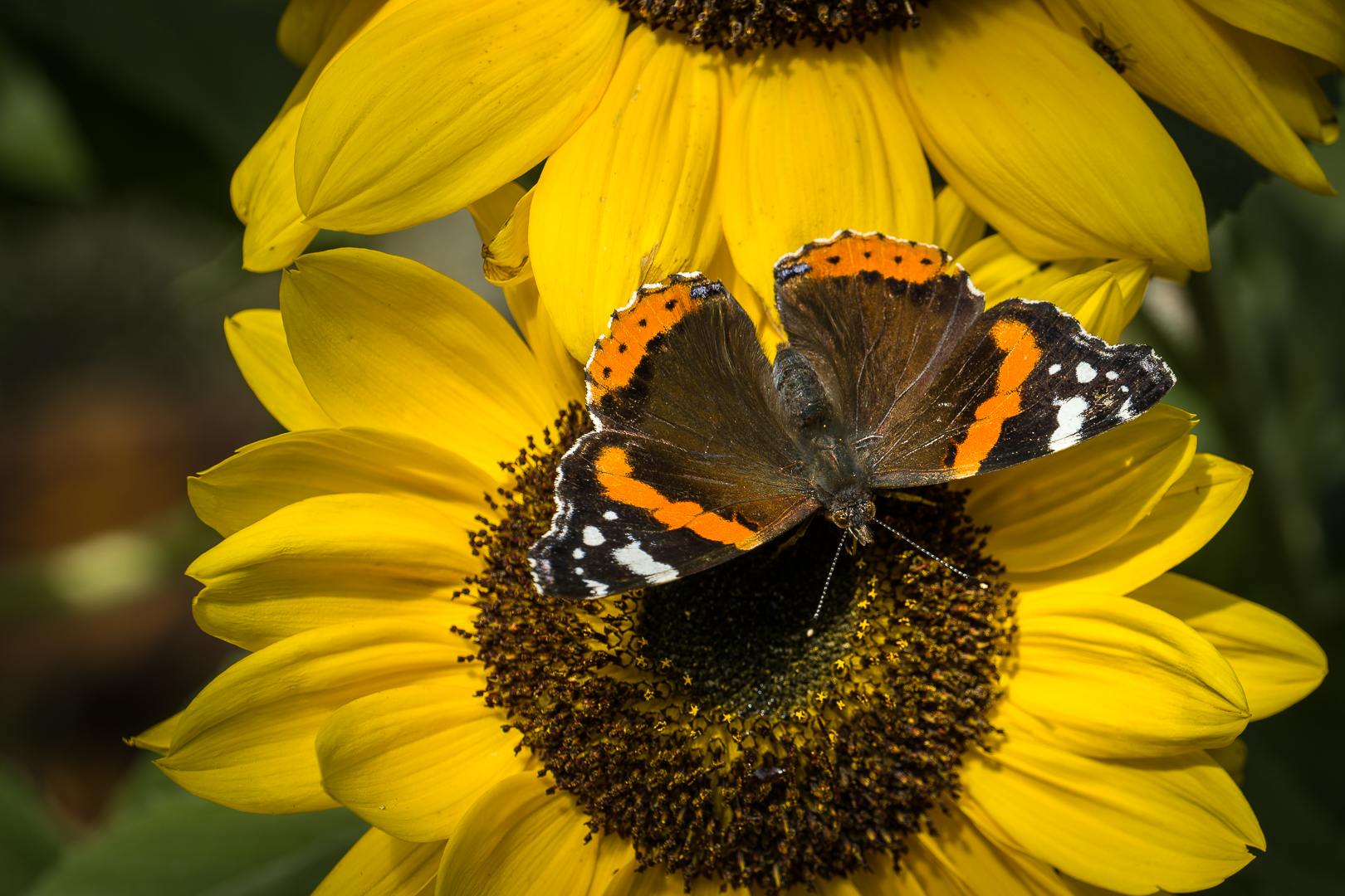 Schmetterling