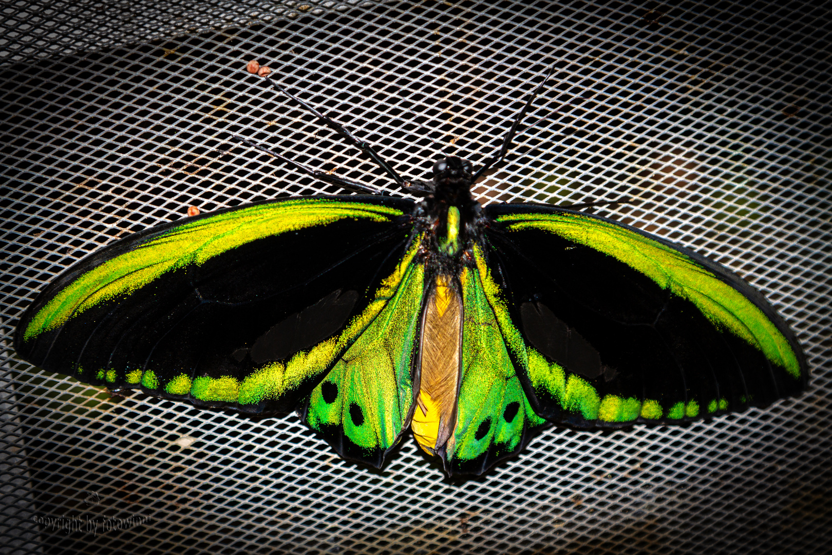 Schmetterling