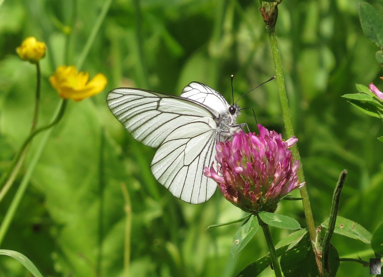 Schmetterling