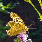 Schmetterling