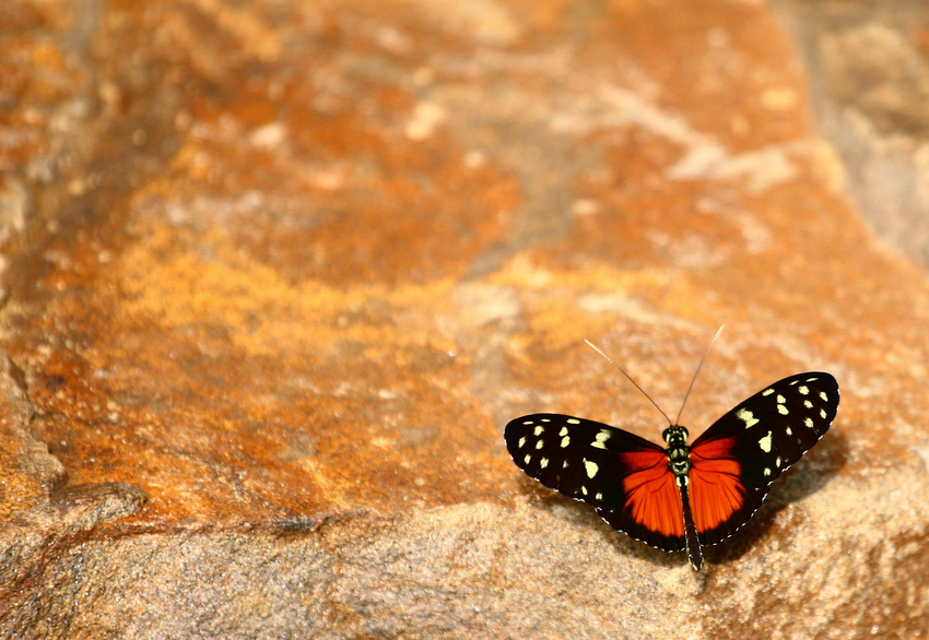 Schmetterling