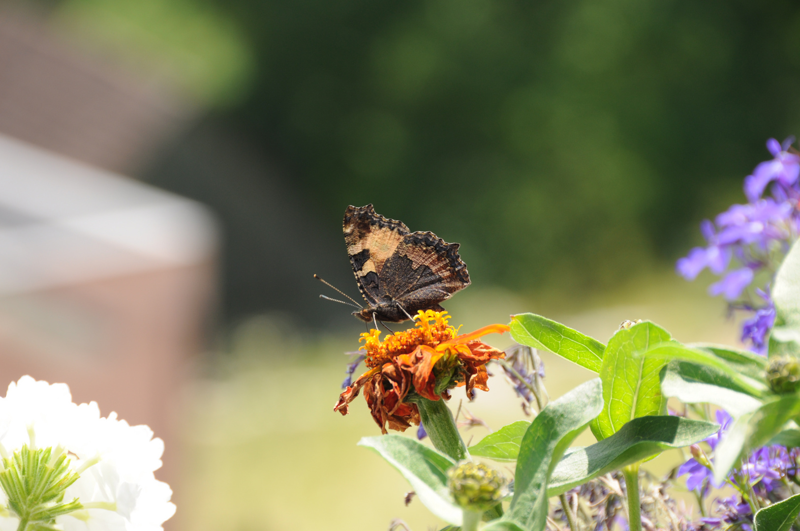 Schmetterling