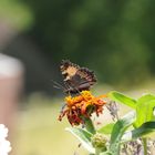 Schmetterling