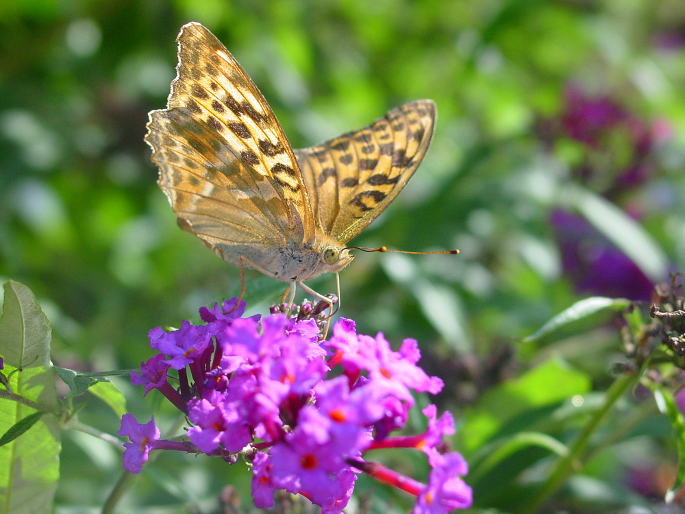 Schmetterling