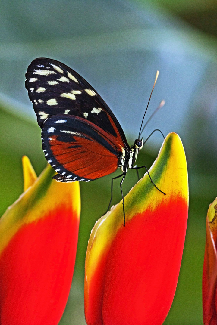 Schmetterling