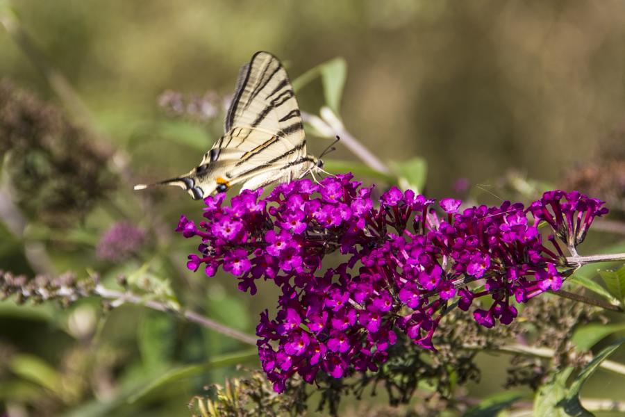 Schmetterling