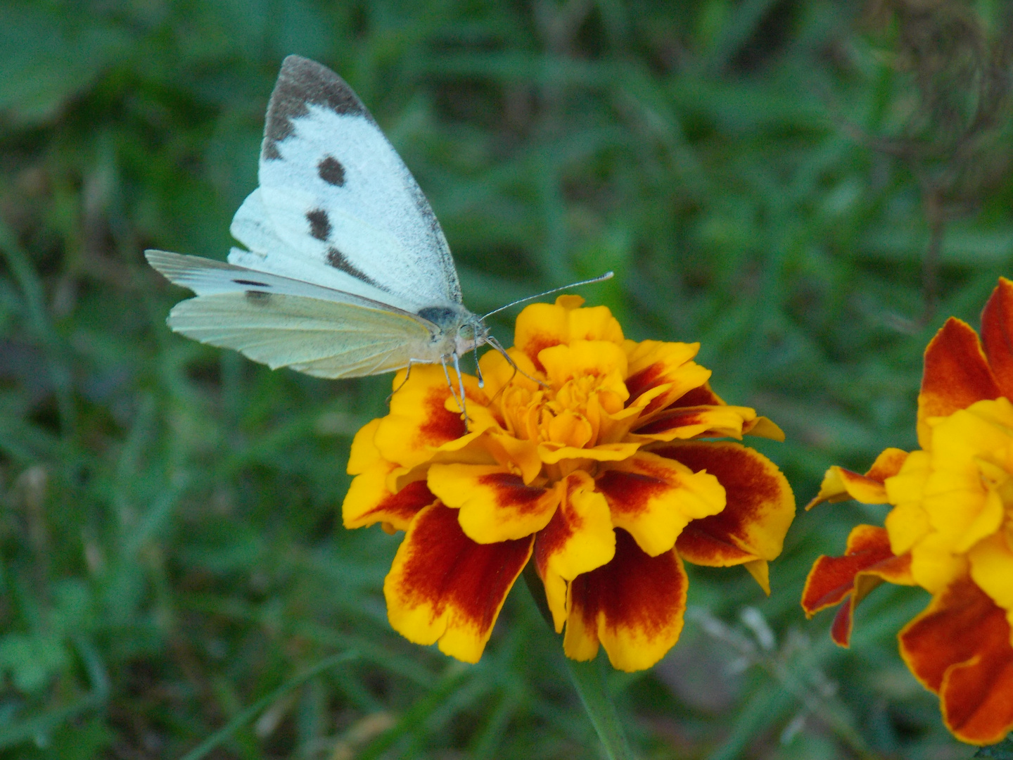 Schmetterling