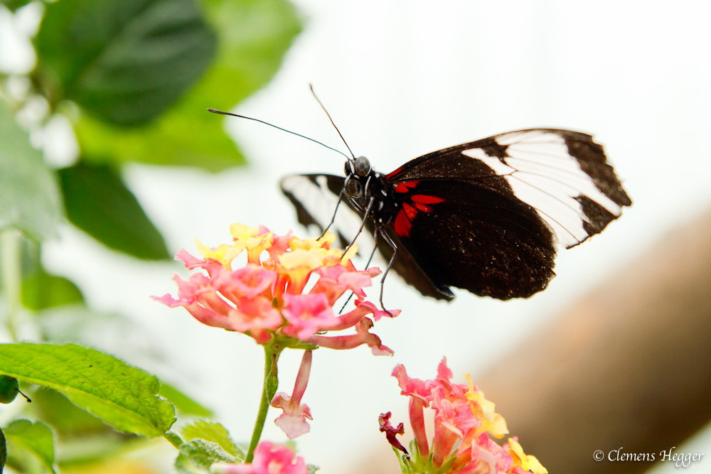 Schmetterling