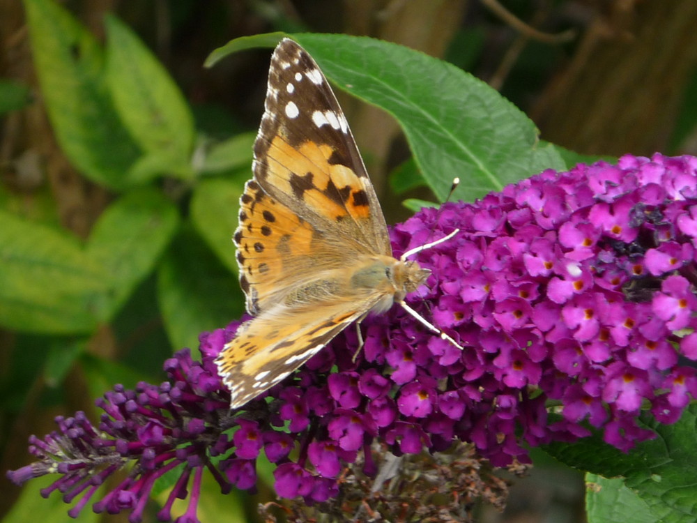 Schmetterling