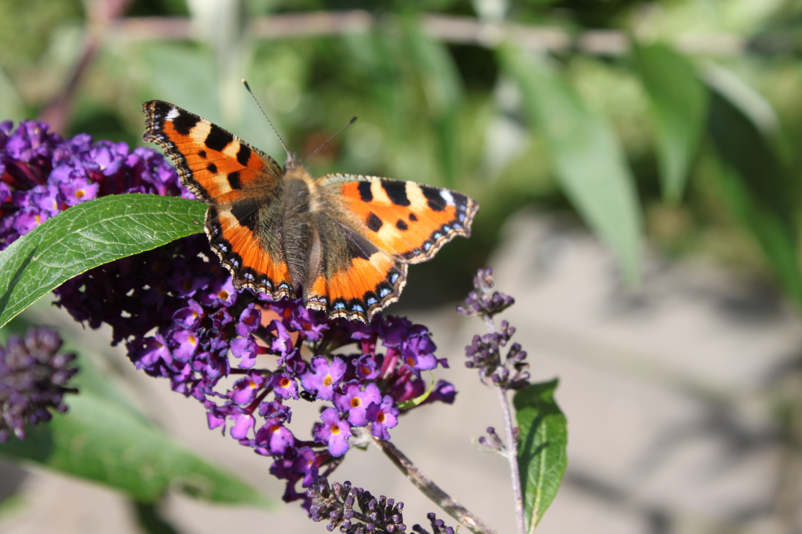 Schmetterling