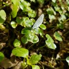 Schmetterling 