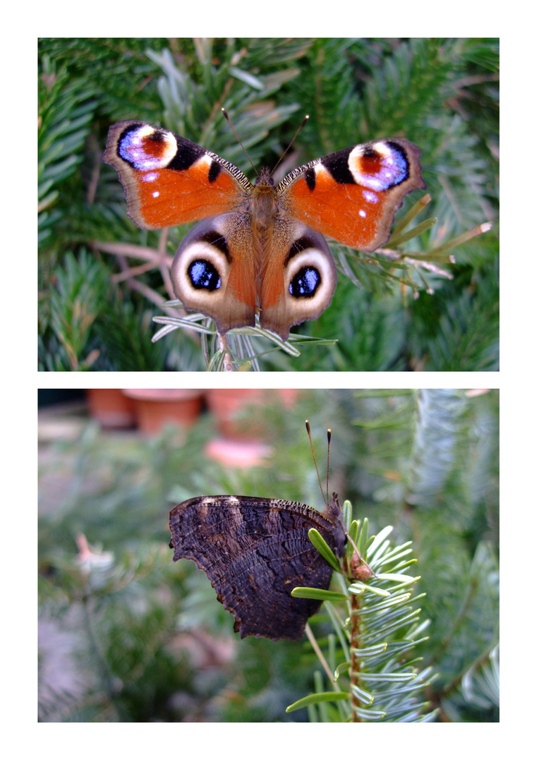 Schmetterling