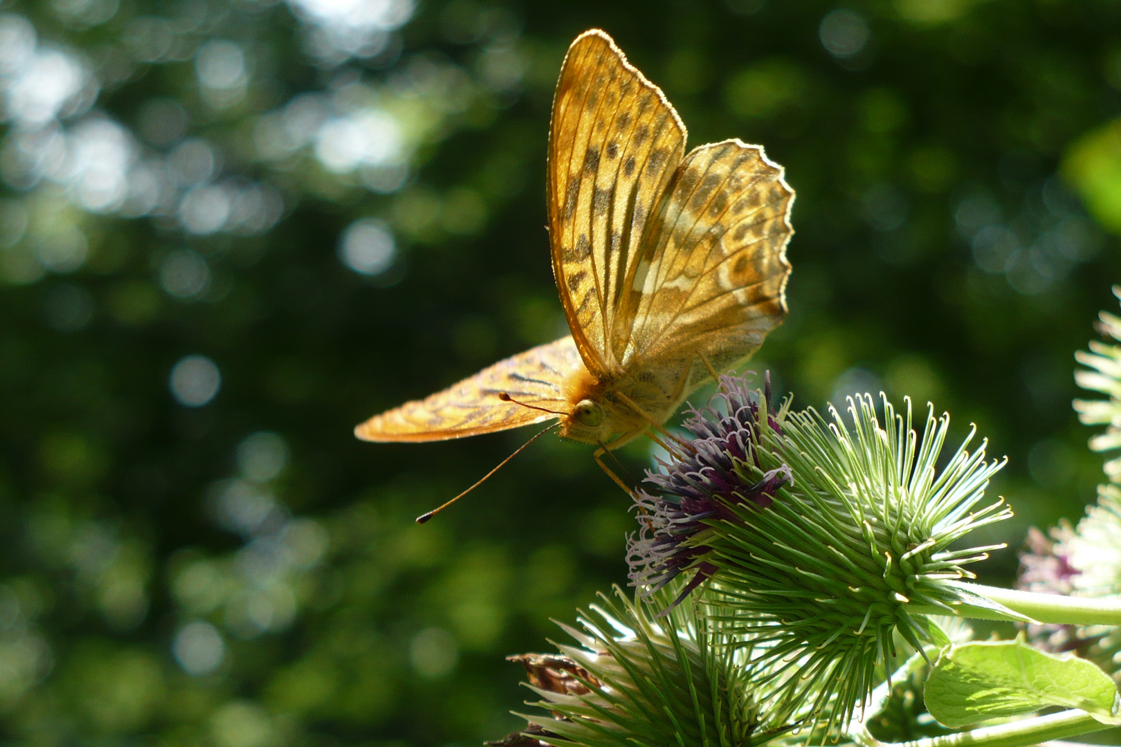 Schmetterling