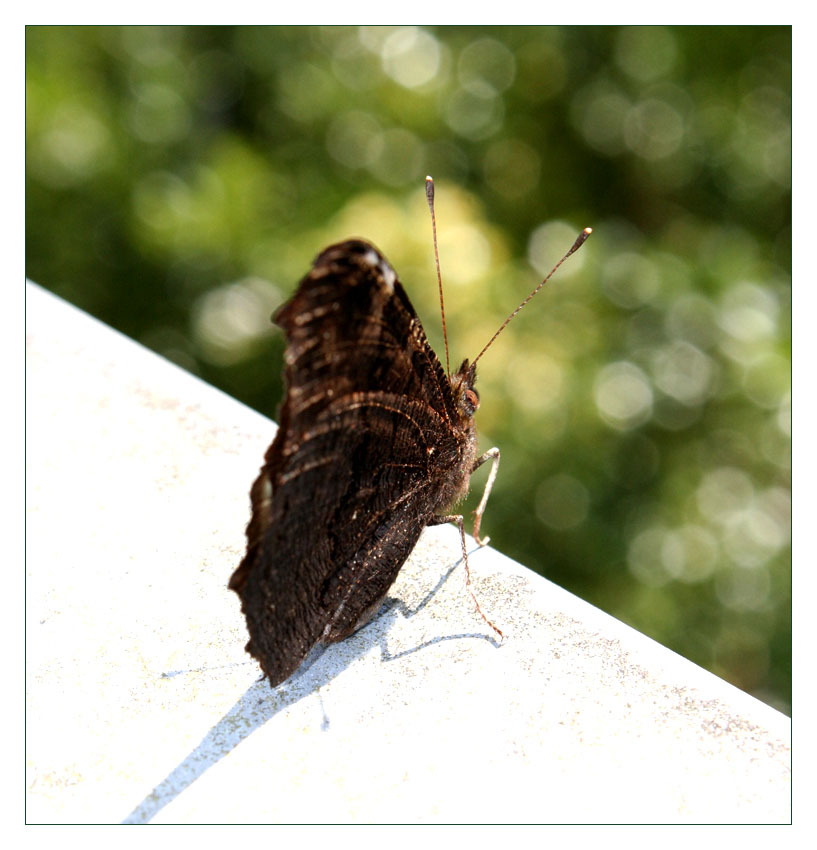 Schmetterling