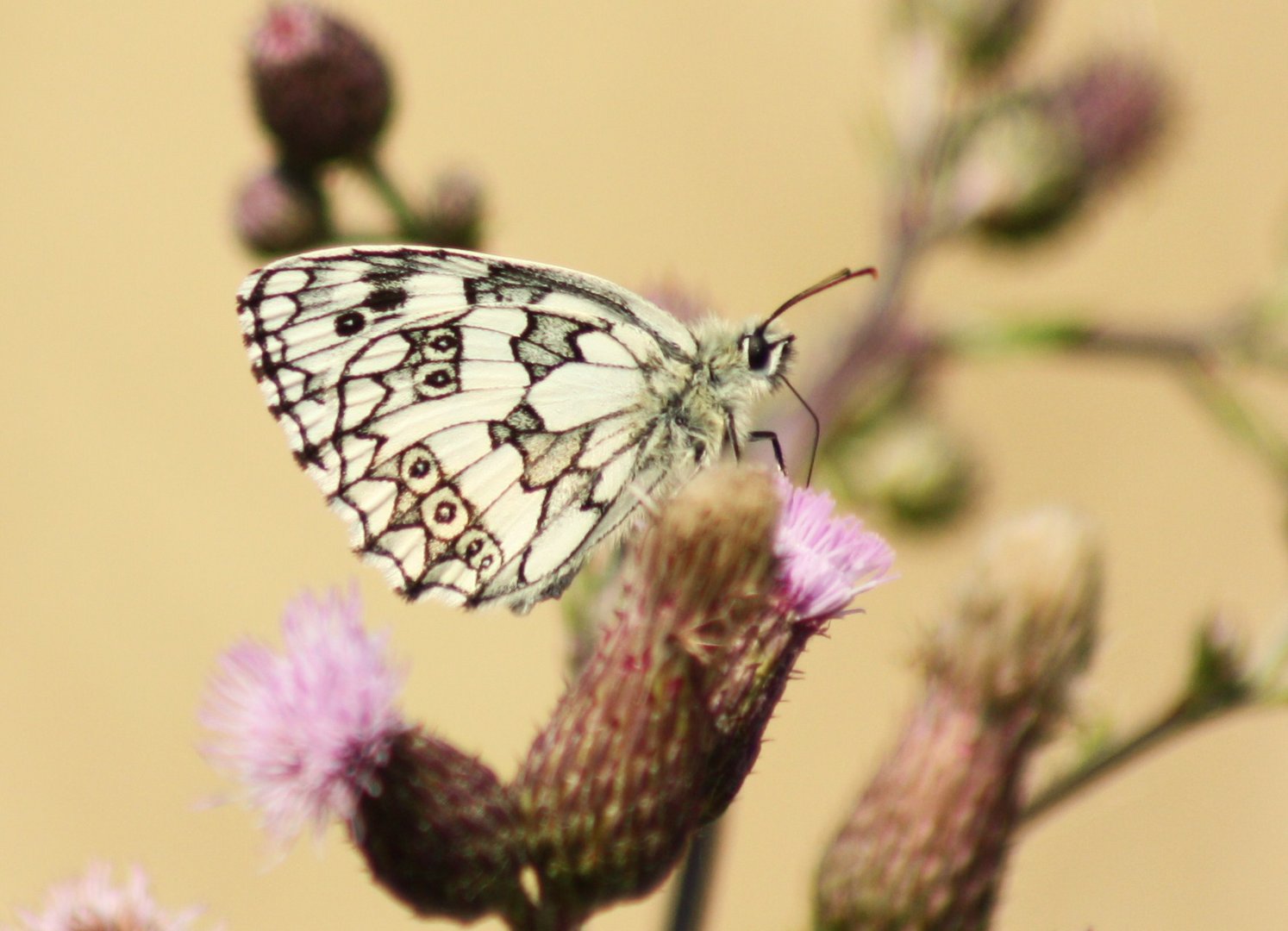 Schmetterling