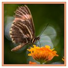 Schmetterling 