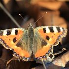 Schmetterling