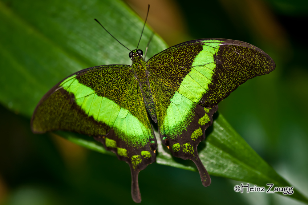 Schmetterling