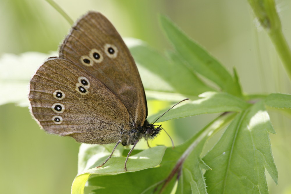 schmetterling