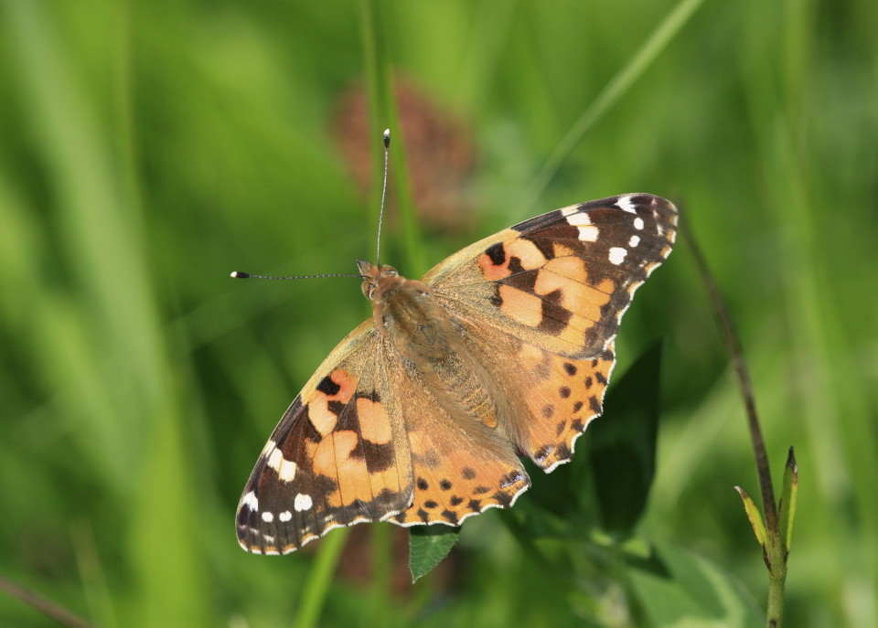 Schmetterling