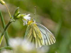 Schmetterling