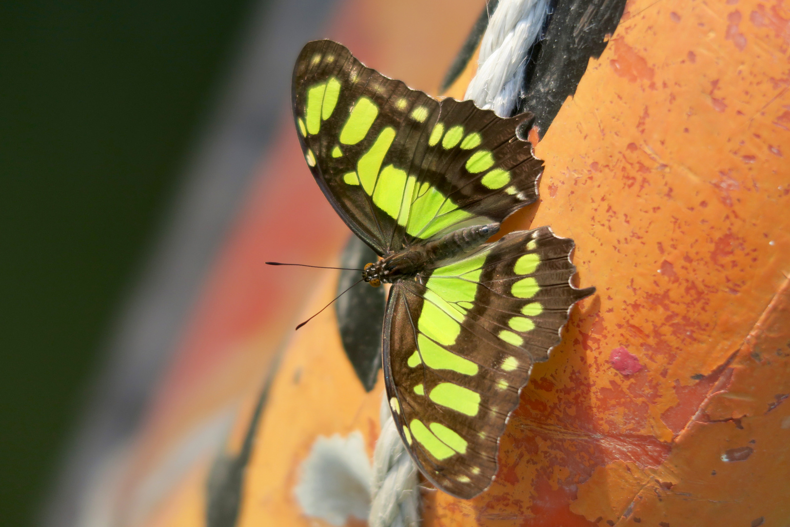 Schmetterling