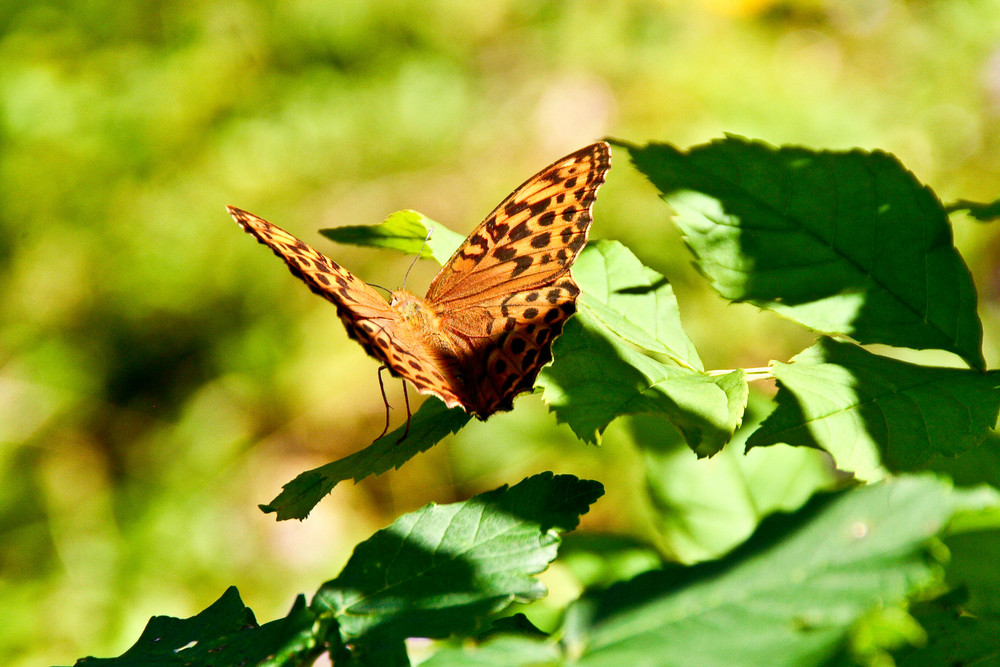 Schmetterling