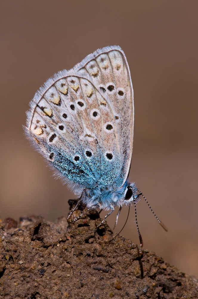 Schmetterling