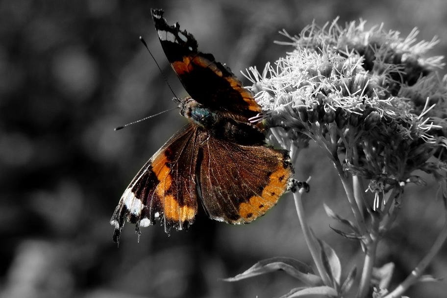 Schmetterling