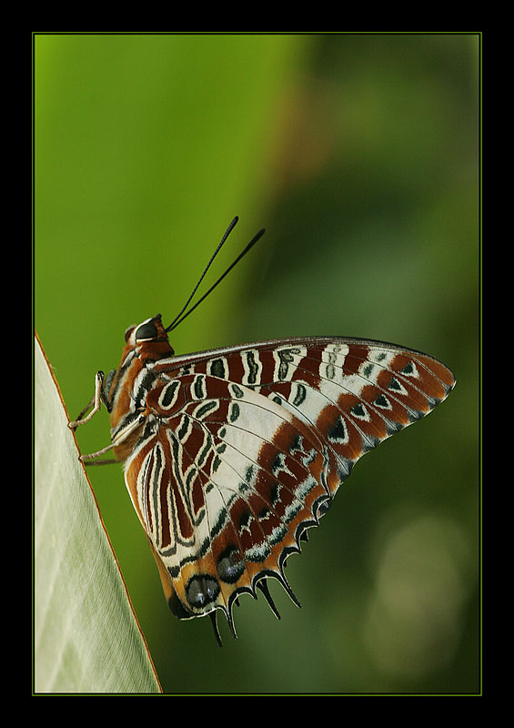 Schmetterling