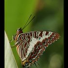 Schmetterling