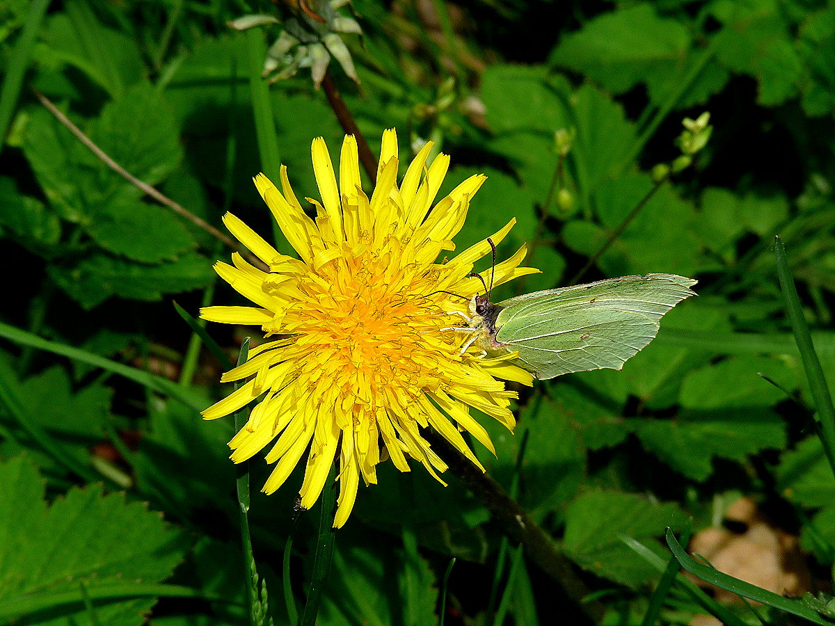 Schmetterling