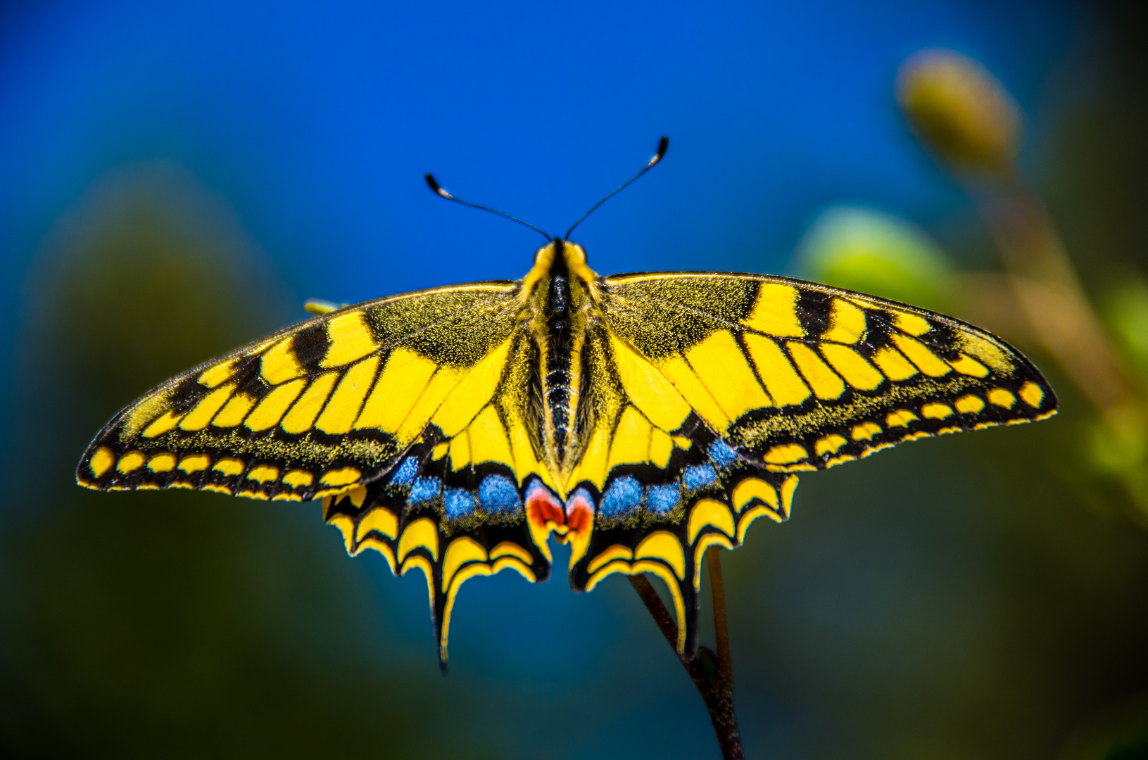 Schmetterling