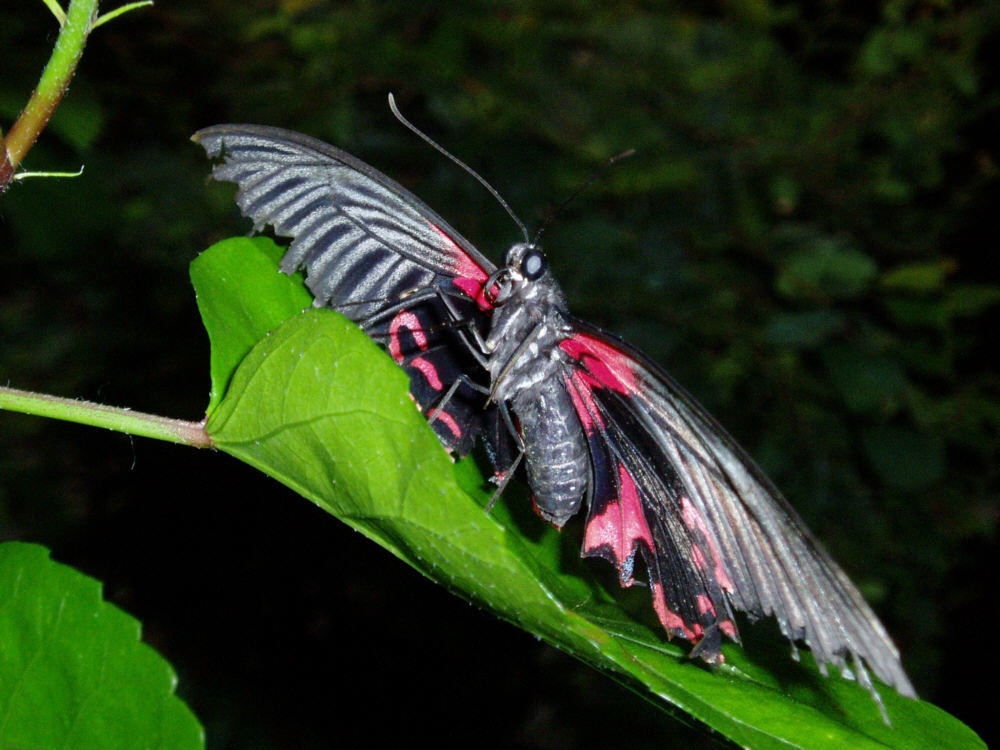 Schmetterling