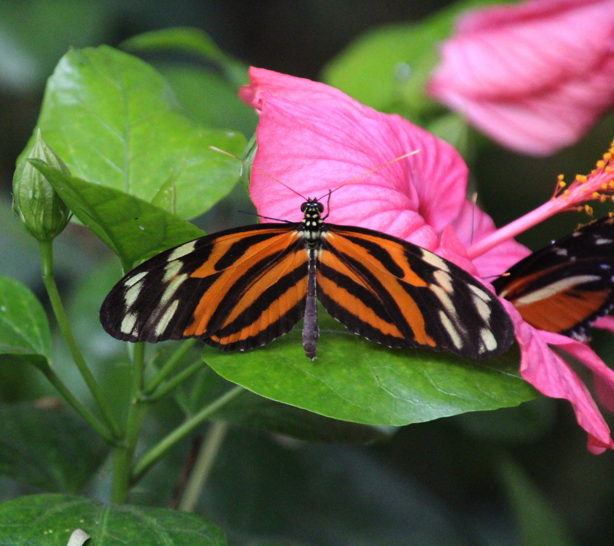 Schmetterling