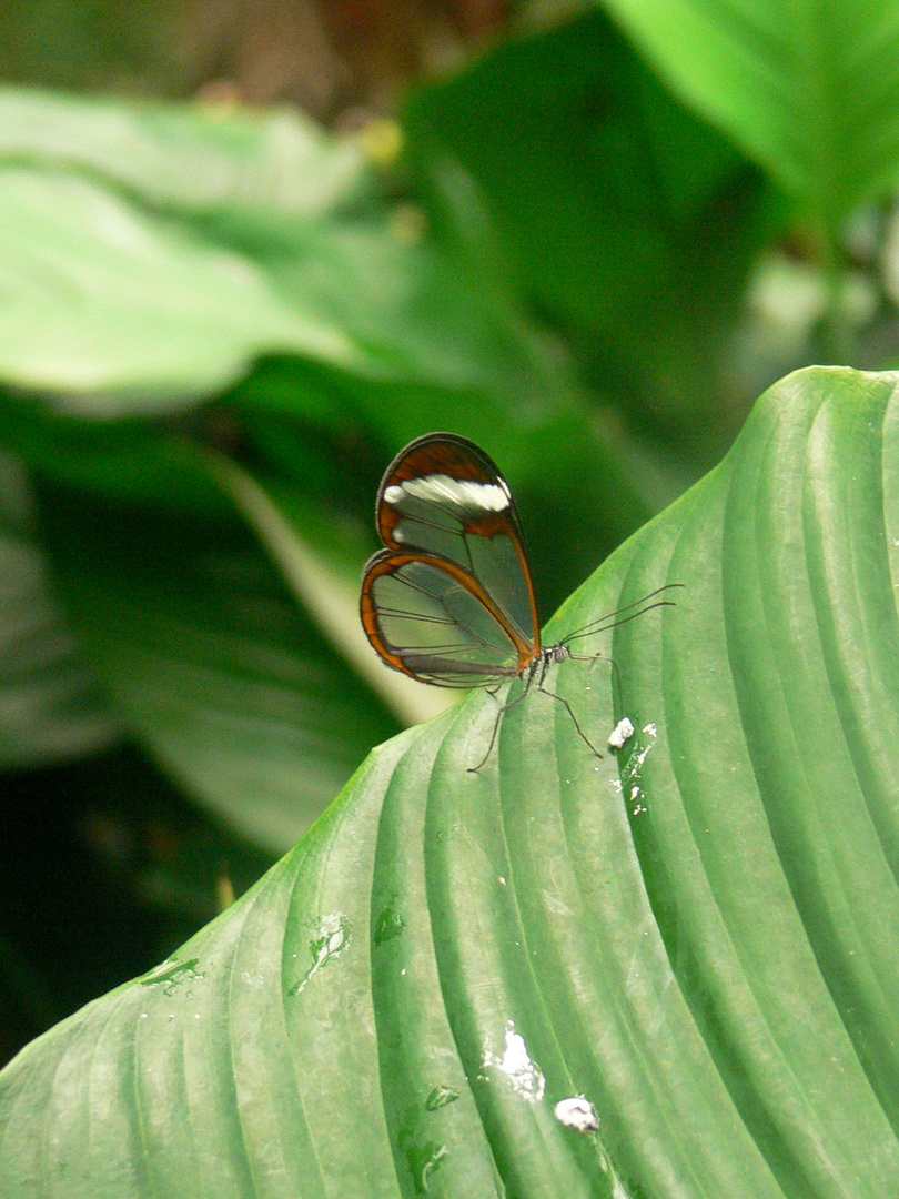 schmetterling