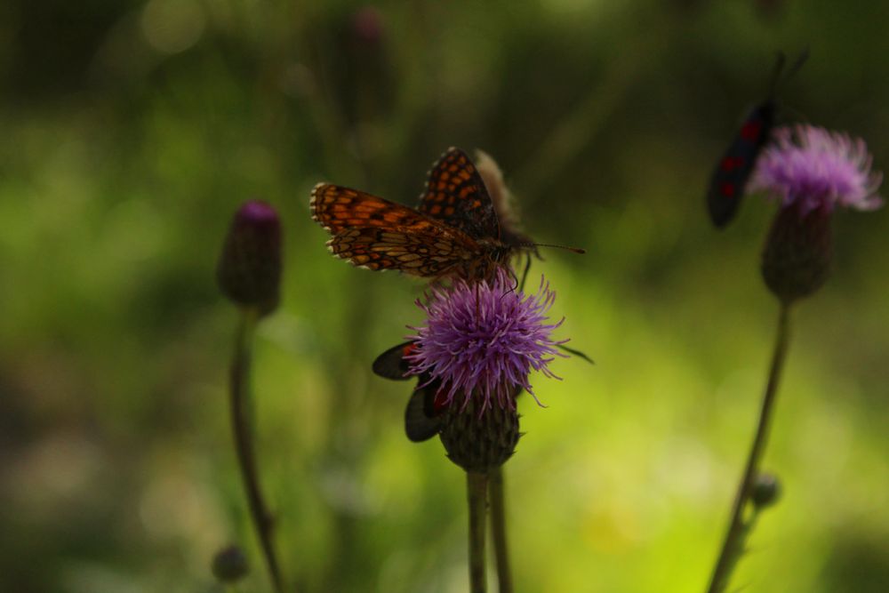 Schmetterling...