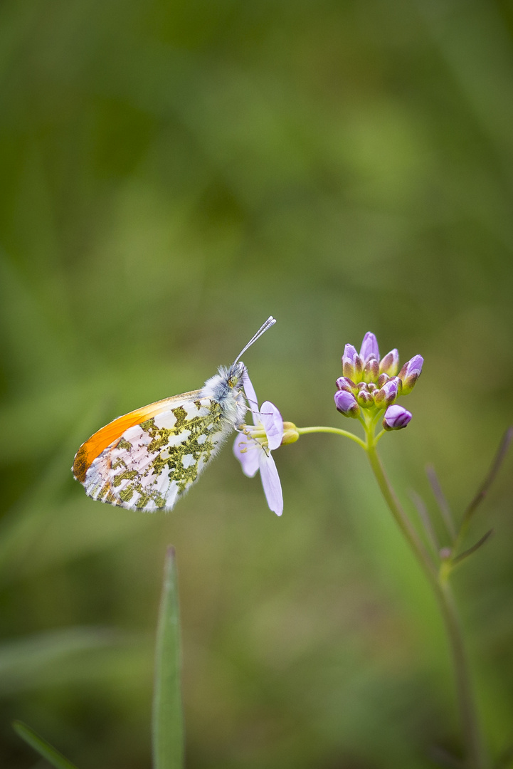 Schmetterling 