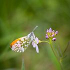 Schmetterling 