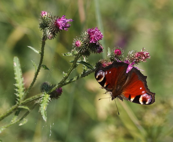 Schmetterling