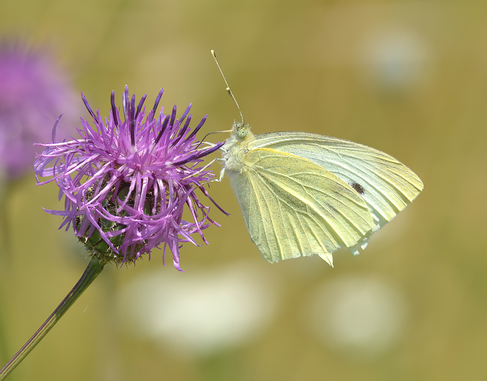 Schmetterling