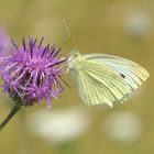 Schmetterling