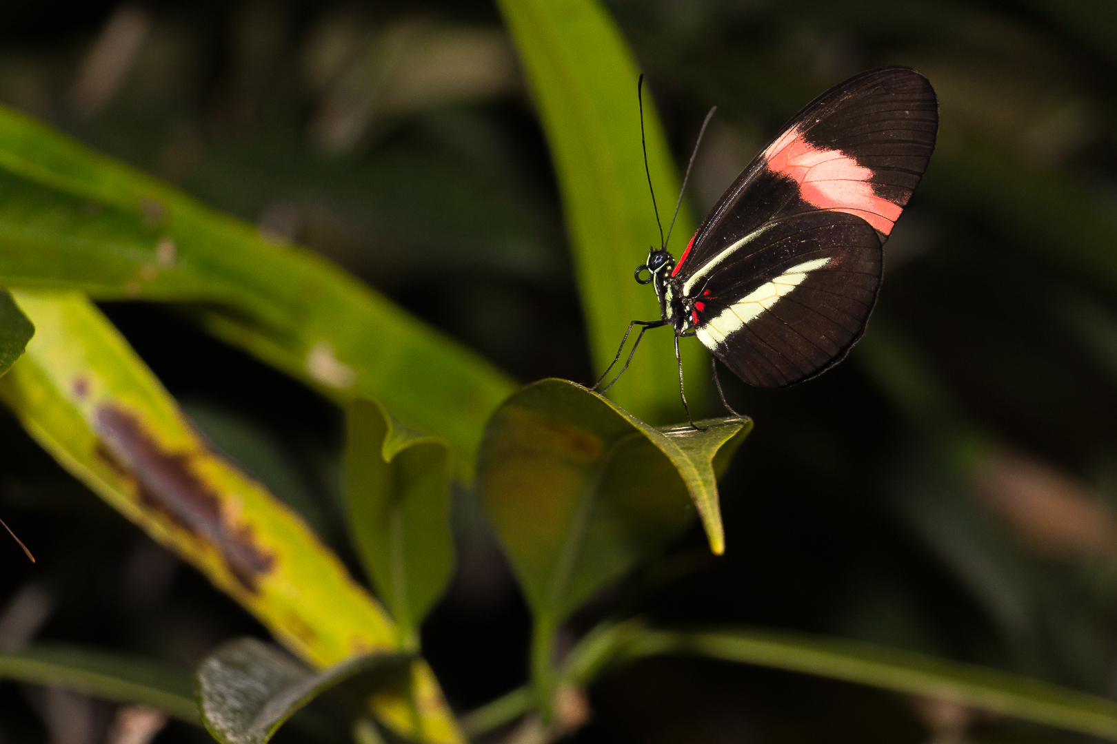 Schmetterling