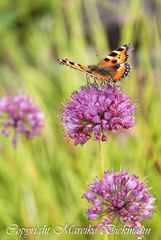 Schmetterling