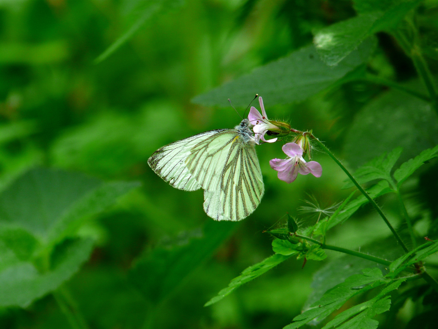 Schmetterling