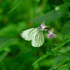 Schmetterling