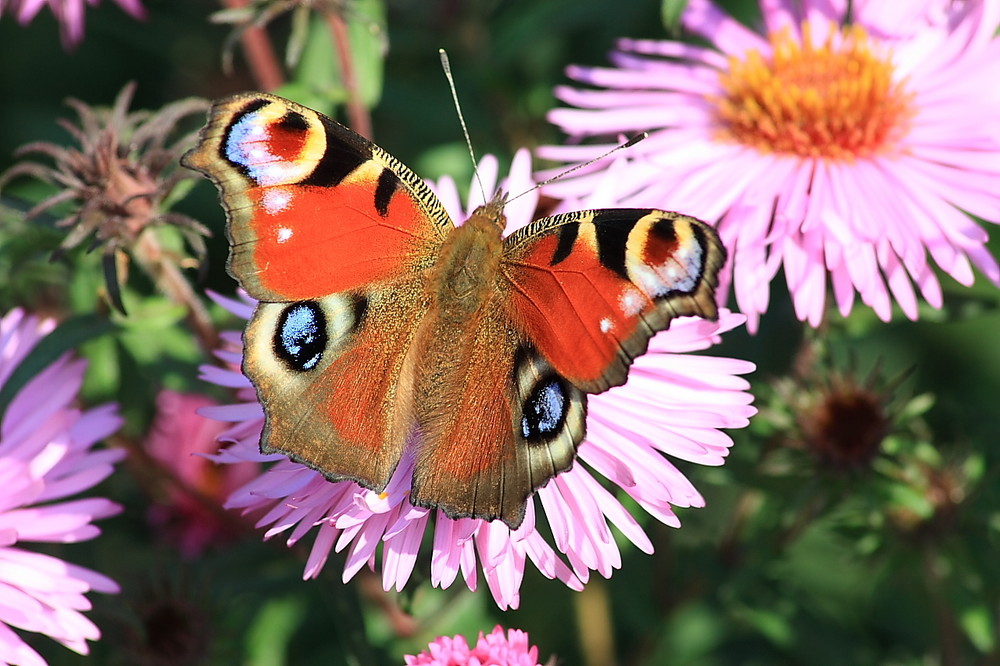 Schmetterling