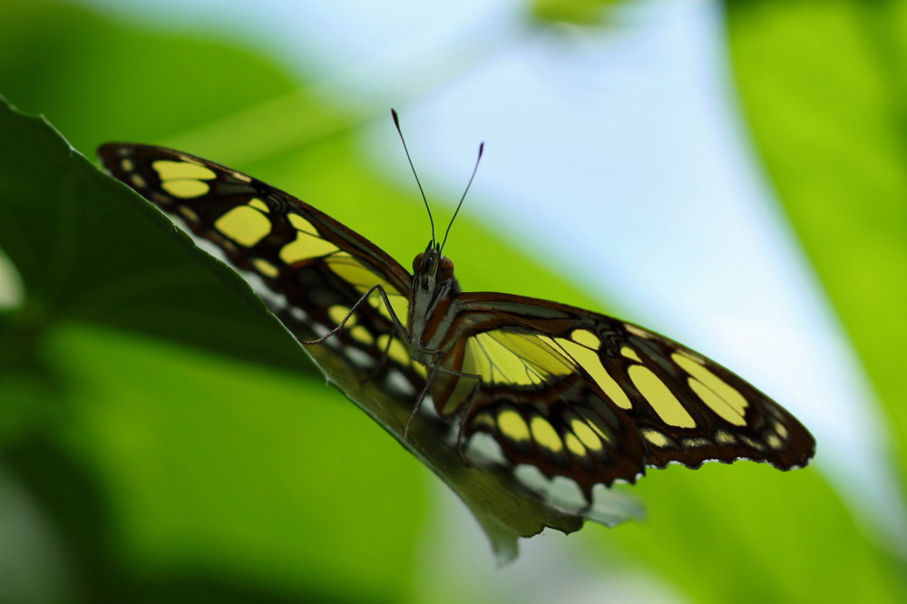 Schmetterling